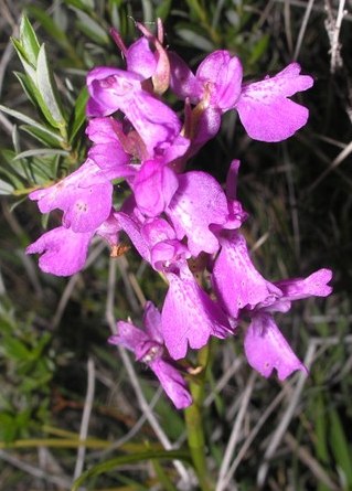 orchidea mocsarikosbor 2014 05 23